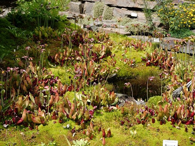 Sarracenia purpurea ve venkovní kultivaci Botanické zahrady Liberec