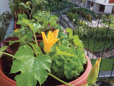 Nevlastníte zahrádku, a přesto chcete pěstovat zeleninu, bylinky či květiny? Zkuste to na balkoně