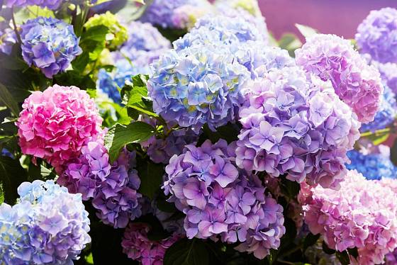 pH půdy či substrátu ovlivňuje barvu květů hortenzie