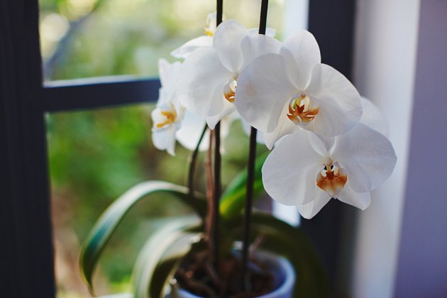 Phalaenopsis patří mezi nejméně náročné orchideje