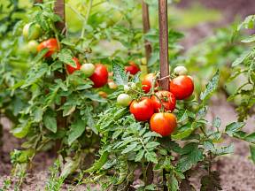 Rajčata je výhodné pěstovat v kruzích.