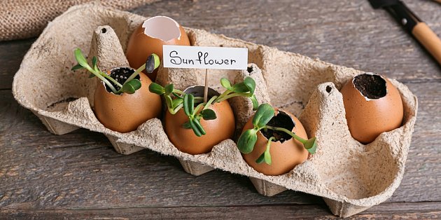 Do vaječných skořápek zasaďte rostlinky.