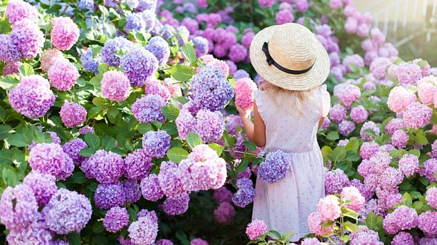 Pro každoroční květenství se dobře starejte o své hortenzie.