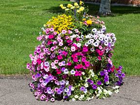 Při dnešní bohaté nabídce rostlin, pěstebních nádob a hnojiv se můžete trošku „rozjet" a vytvořit si kaskády plné rozkvetlých květů.