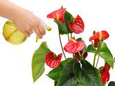 Toulitka patří mezi rostliny, kterým mlžení listů velmi prospívá.