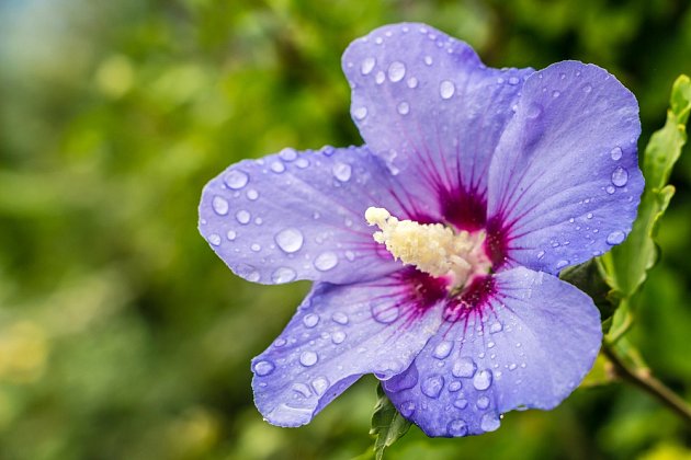 Ibišek syrský - modrofialový květ s vínovým středem.
