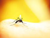 Stravování komárů podle krevních skupin