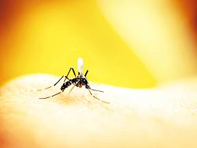 Komáři přímo nesnášejí vůně některých rostlin.