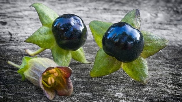 Plody a květ rulíku zlomocného (Atropa belladona)