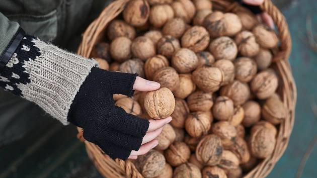 Vyrobte si jednoduchou pomůcku - sběrač vlašských ořechů.