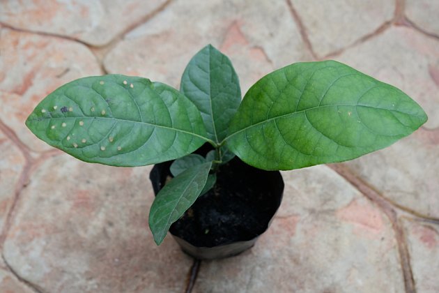 Vavřín indický (Litsea glutinosa)