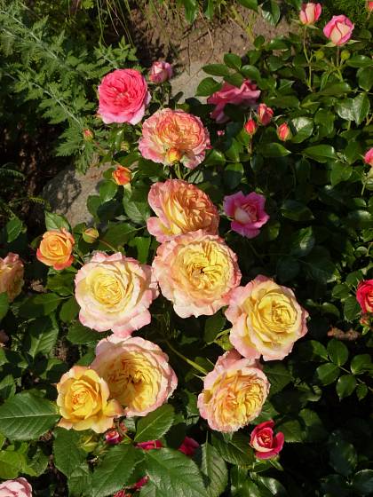 Růže odrůdy Gartenpass