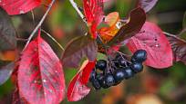 listy aronie se na podzim zbarví do syté červeně