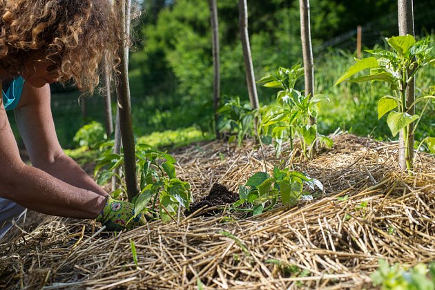 Půdu mezi sazenicemi paprik i další zeleniny se vyplatí mulčovat