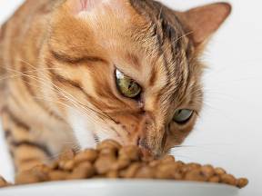 Jak správně krmit kočku?