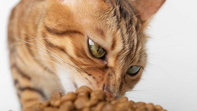 Jak správně krmit kočku?