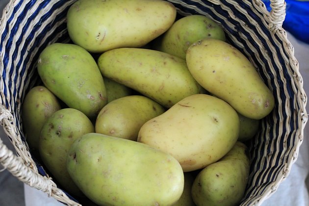 zelené brambory, nedozrálé