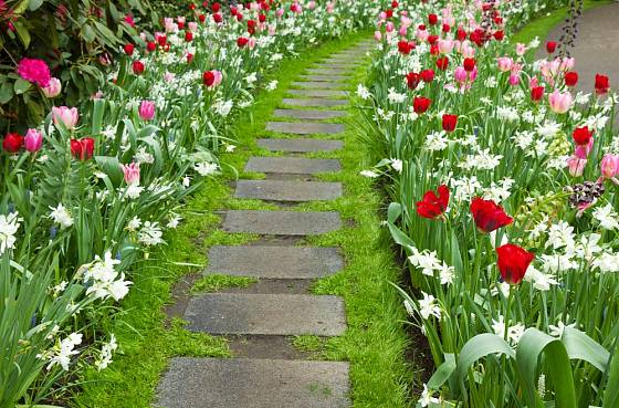 Záhony plné kvetoucích cibulovin lemují šedé prefabrikované nášlapy v dlouhém chodníčku.