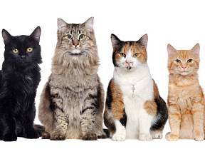 Víte, která plemena koček patří k nejchytřejším?