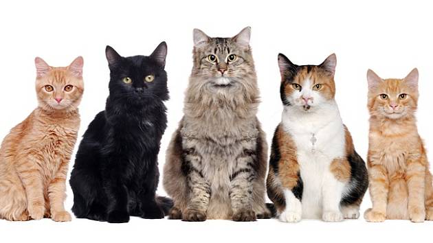 Víte, která plemena koček patří k nejchytřejším?
