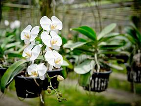 Orchidej (Phalaenopsis)
