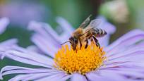 Hvězdnice poskytují potravu včelám a čmelákům v době, kdy už o ni bývá nouze