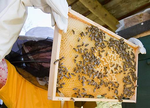 Včelaříci kontrolují rámky