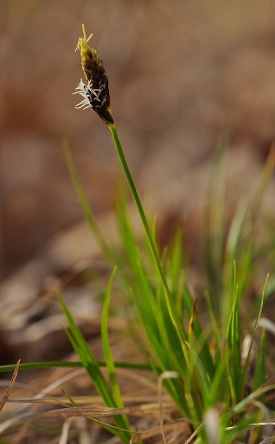 Carex - ostřice - nízká forma.