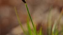 Carex - ostřice - nízká forma.