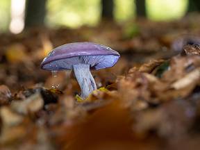 Čirůvka fialová se objevuje v lesích až na podzim.