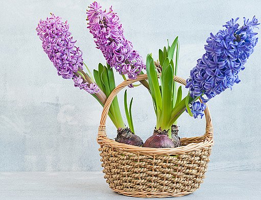Rychlení hyacintů ve váze i v květináči: Budou kvést již na… | iReceptář.cz