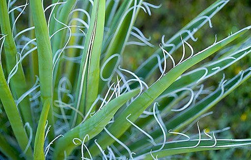 juka vláknitá (Yucca filamentosa)