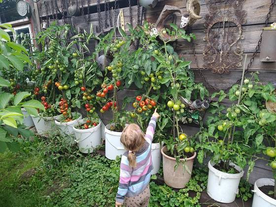 Bohatá úroda rajčat potěší