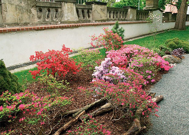 Vhodnými rostlinami do vřesovišť jsou kromě vřesů a vřesovců i azalky a rododendrony
