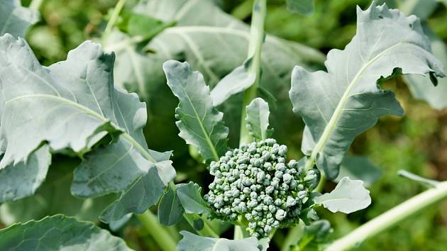 Jak skladovat brokolici, aby nežloutla a nevadla
