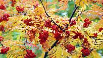 Jeřabiny, barevné radosti podzimu