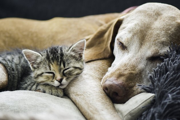 Chovat se k sobě jako kočka a pes, to může znamenat, že jste nerozluční přátelé. 