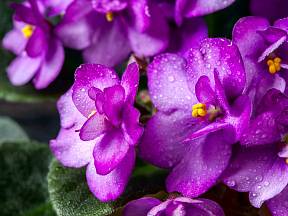 Africké fialky jsou velmi oblíbené a vděčné pokojovky, jejichž barevné květy vytvářejí příjemnou atmosféru.