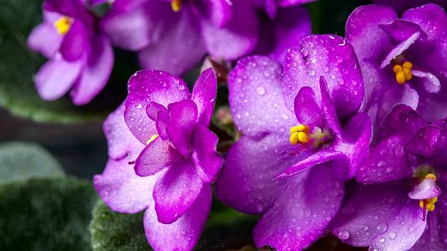 Africké fialky jsou velmi oblíbené a vděčné pokojovky, jejichž barevné květy vytvářejí příjemnou atmosféru.