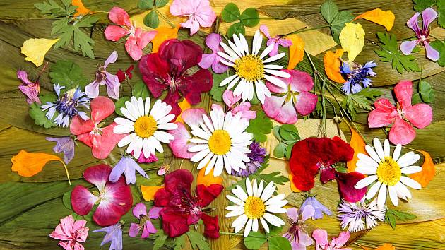 Lisujeme květiny, abychom si uchovali vzpomínku na léto. 