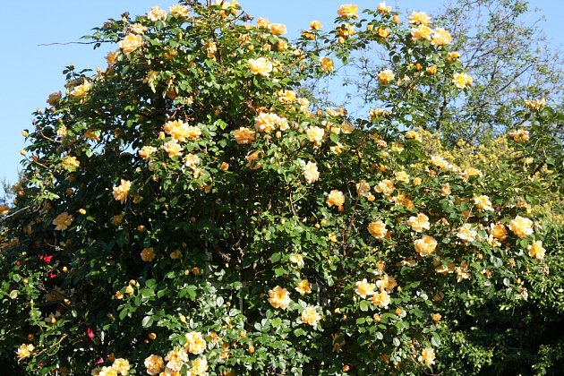 Sadová růže, odrůda Maigold