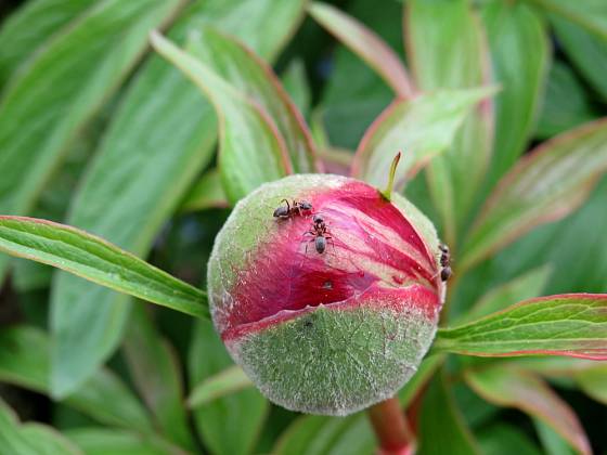 Často se mravenci objevují na pupenech pivoňkových květů.