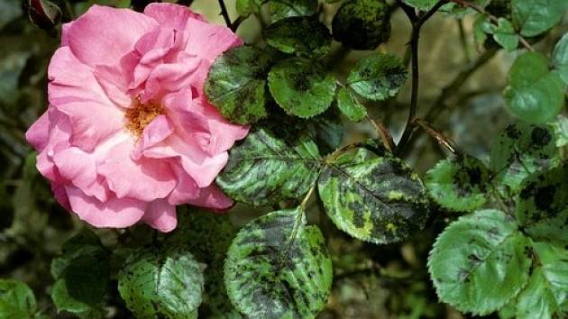 Černá skvrnitost růží (Diplocarpon rosae)