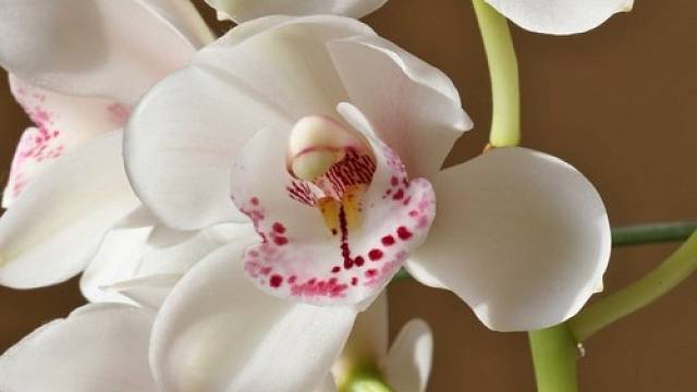 Ne každému se poštěstí, že mu doma orchideje po celou dobu pěstování krásně prospívají a kvetou.