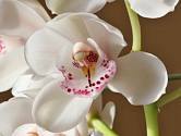 Ne každému se poštěstí, že mu doma orchideje po celou dobu pěstování krásně prospívají a kvetou.
