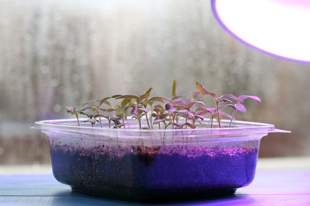 Semenáčky pěstované pod umělým osvětlením