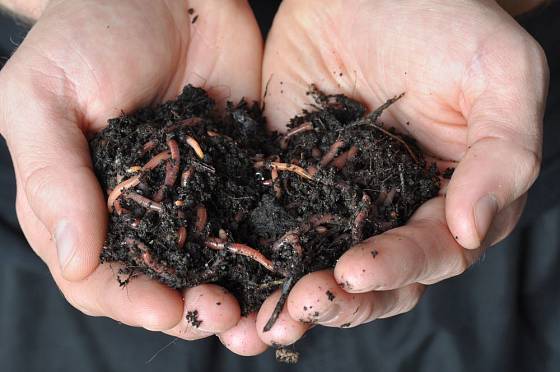 Žížaly hnojní, královny kompostu