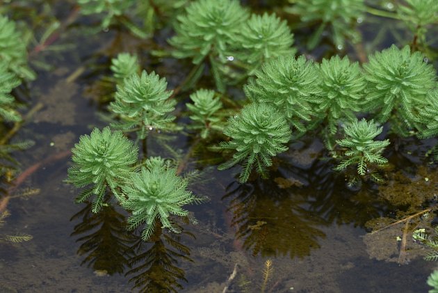 Stolístek bahenní (Myriophyllum aquaticum).
