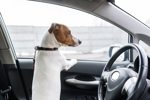 Psa bychom neměli nechávat samotného v autě, zvlášť ne v létě.
