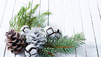 K výrobě vánočních dekorací se hodí šišky různých dřevin.